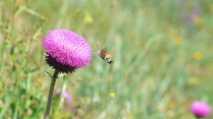 Beautiful flower and bee bird